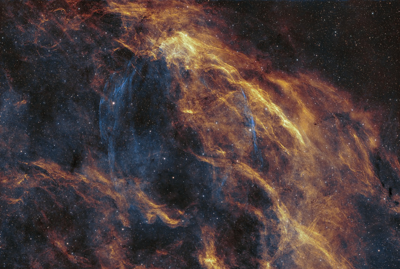 W63 - Cygnus Shell - in Foraxx Palette W 63